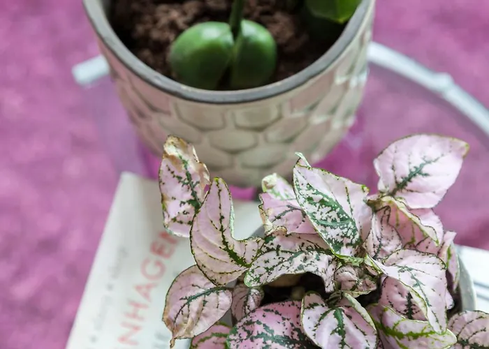 Andersen Boutique Szálloda